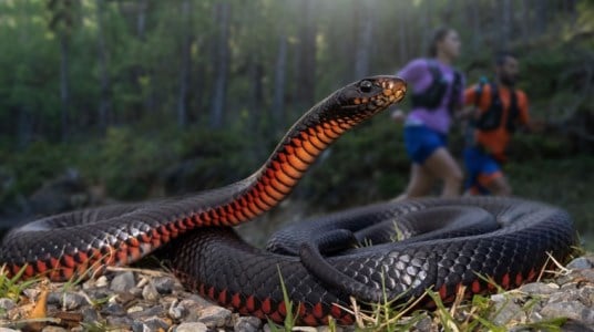 Australian Snake Bite Prevention & Treatment On The Trail